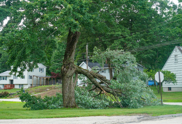 Emergency Storm Tree Removal in Bryans Road, MD